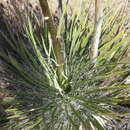 Image of Yucca utahensis McKelvey
