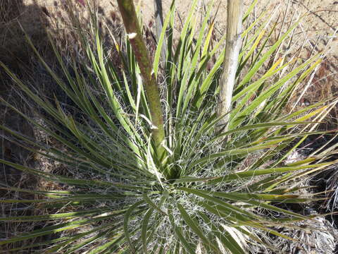 Image of Yucca utahensis McKelvey