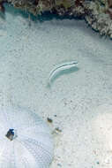 Image of Slippery Dick