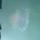 Image of Jellyfish