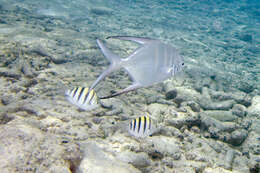 Image of Damsel Fish