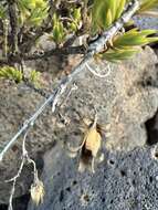 Image of alpine catchfly