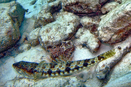 Image of Lizardfish