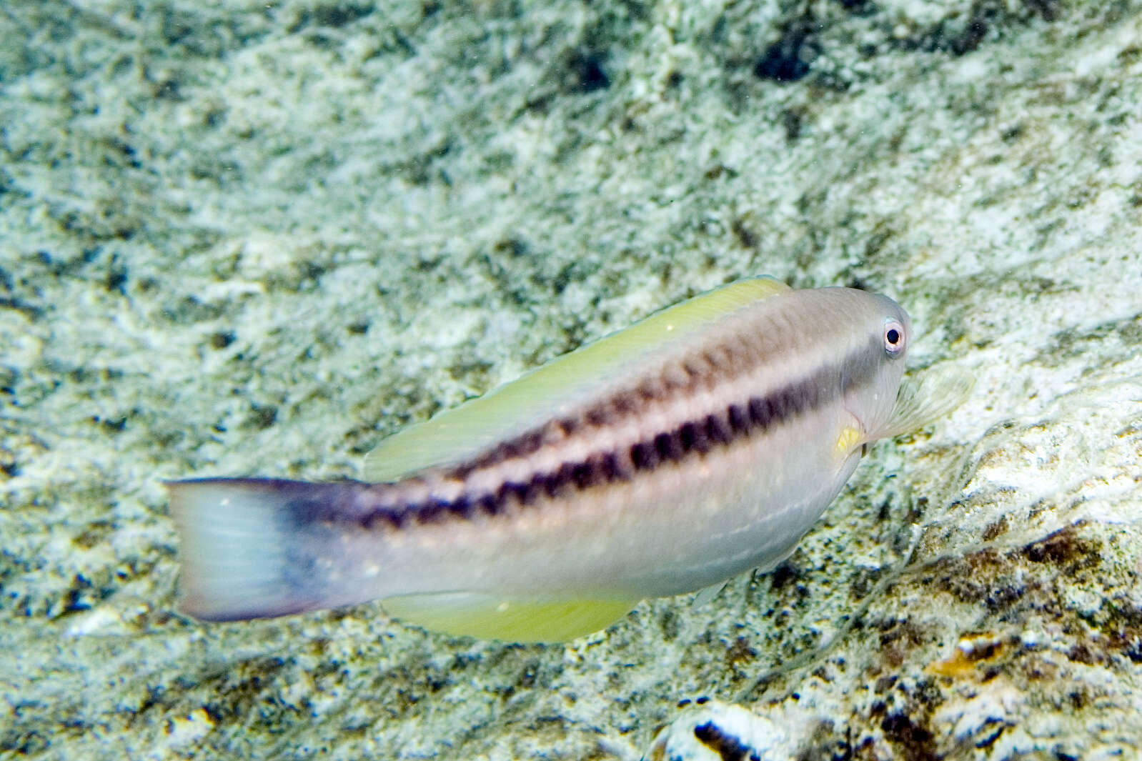 Image of Blue Chub