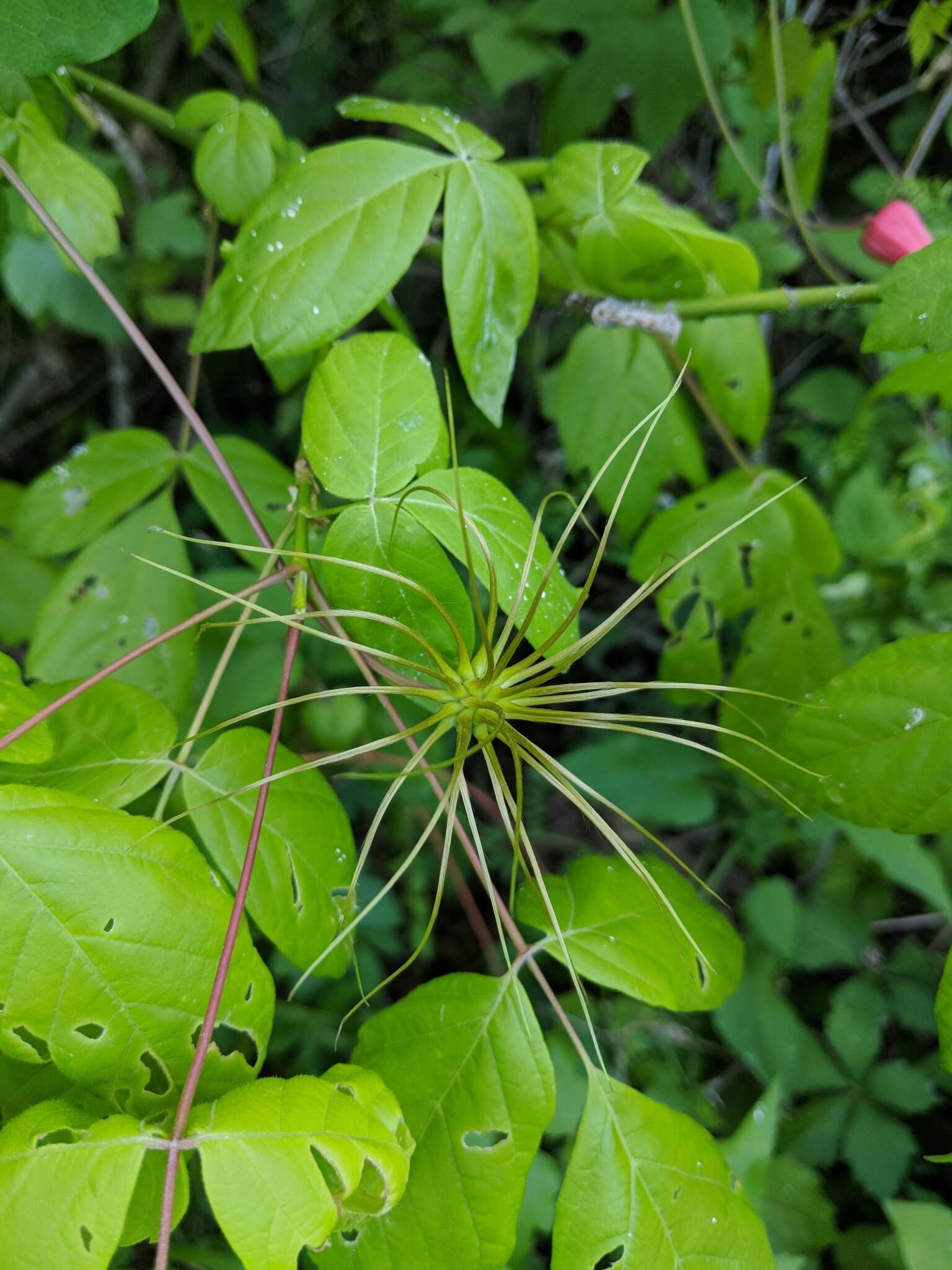 Image de Clematis texensis Buckl.