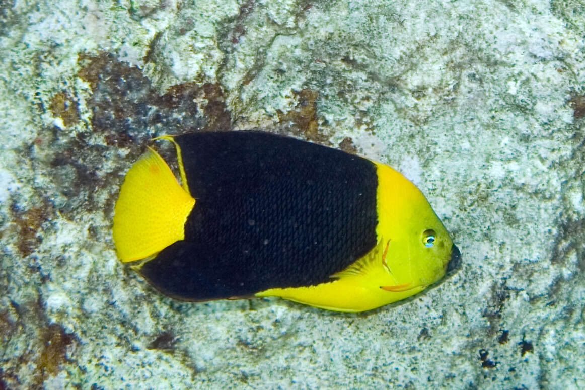 Image of Angelfish