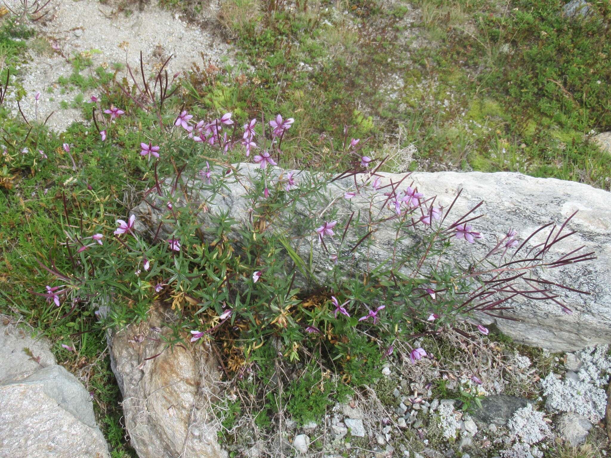 Image of Epilobium fleischeri Hochst.