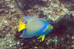 Image of Angelfish