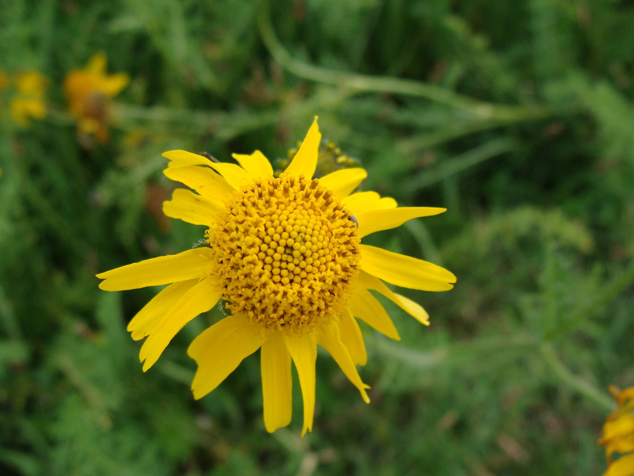 Imagem de Hybridella globosa (Ort.) Cass.