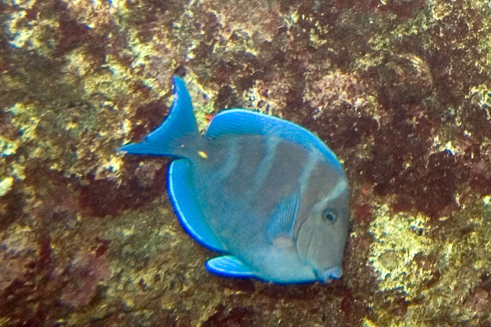 藍刺尾魚的图像