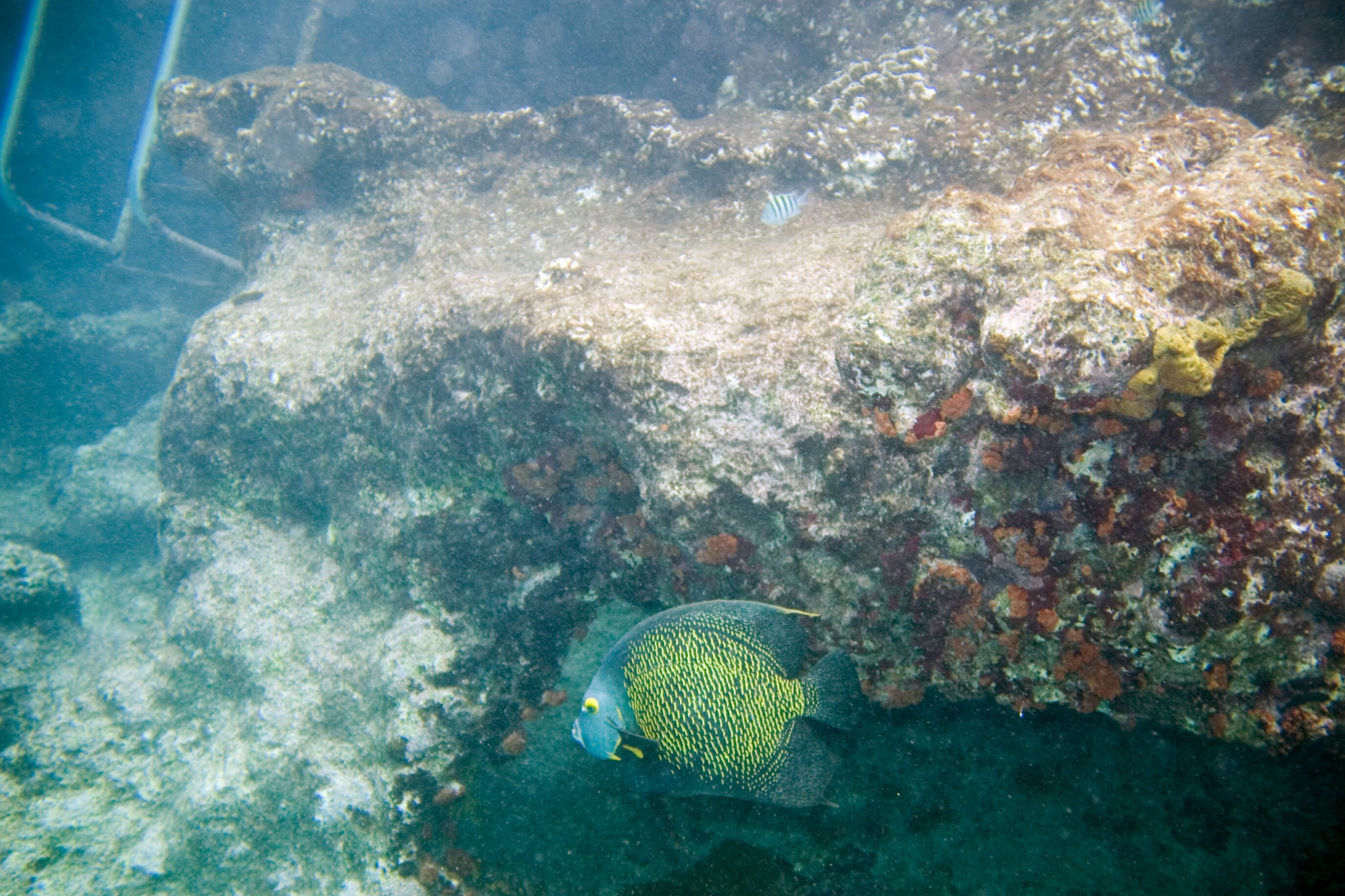 Image of Angelfish