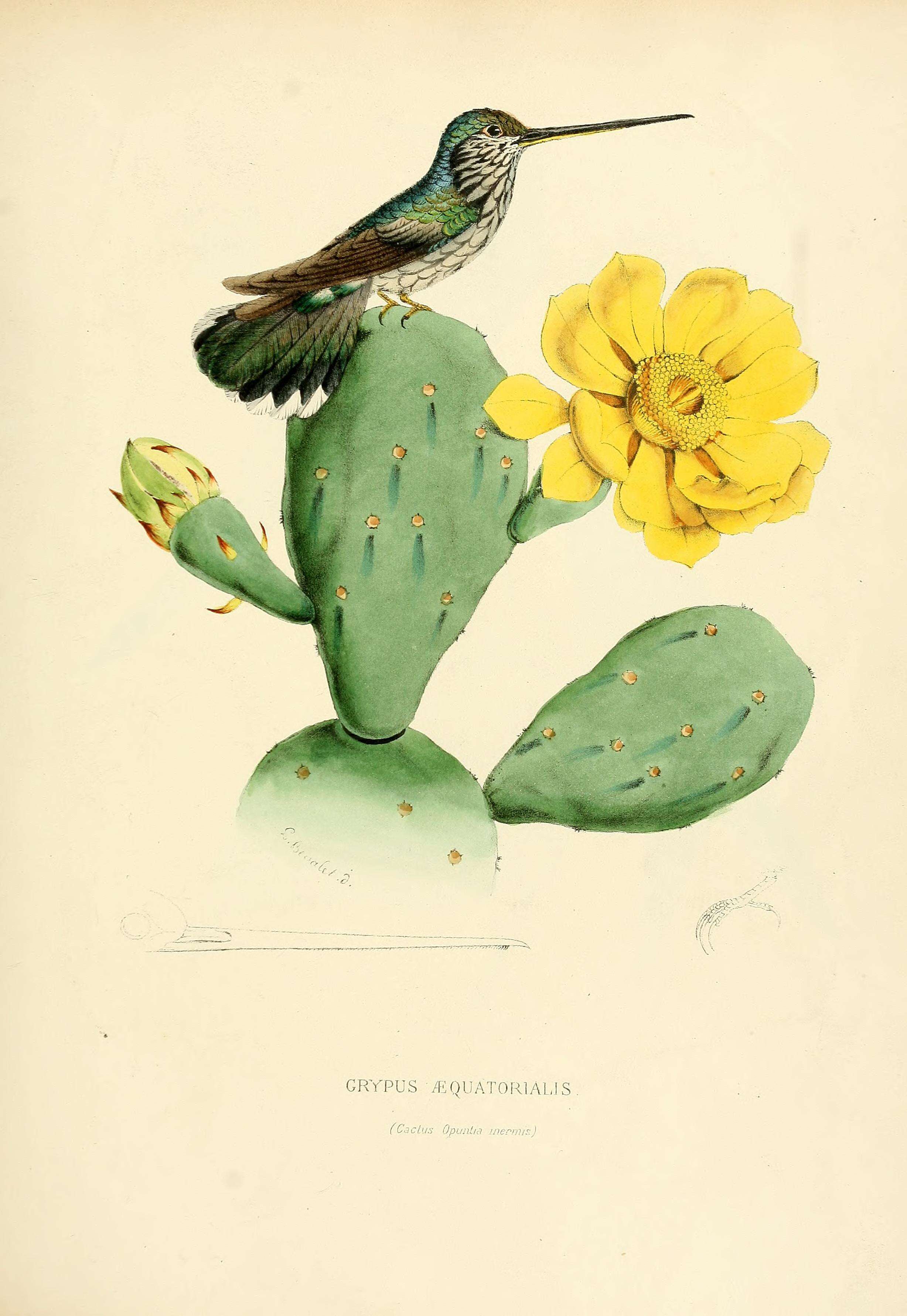 Слика од Androdon Gould 1863