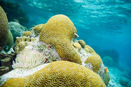 Image of Giant anemone