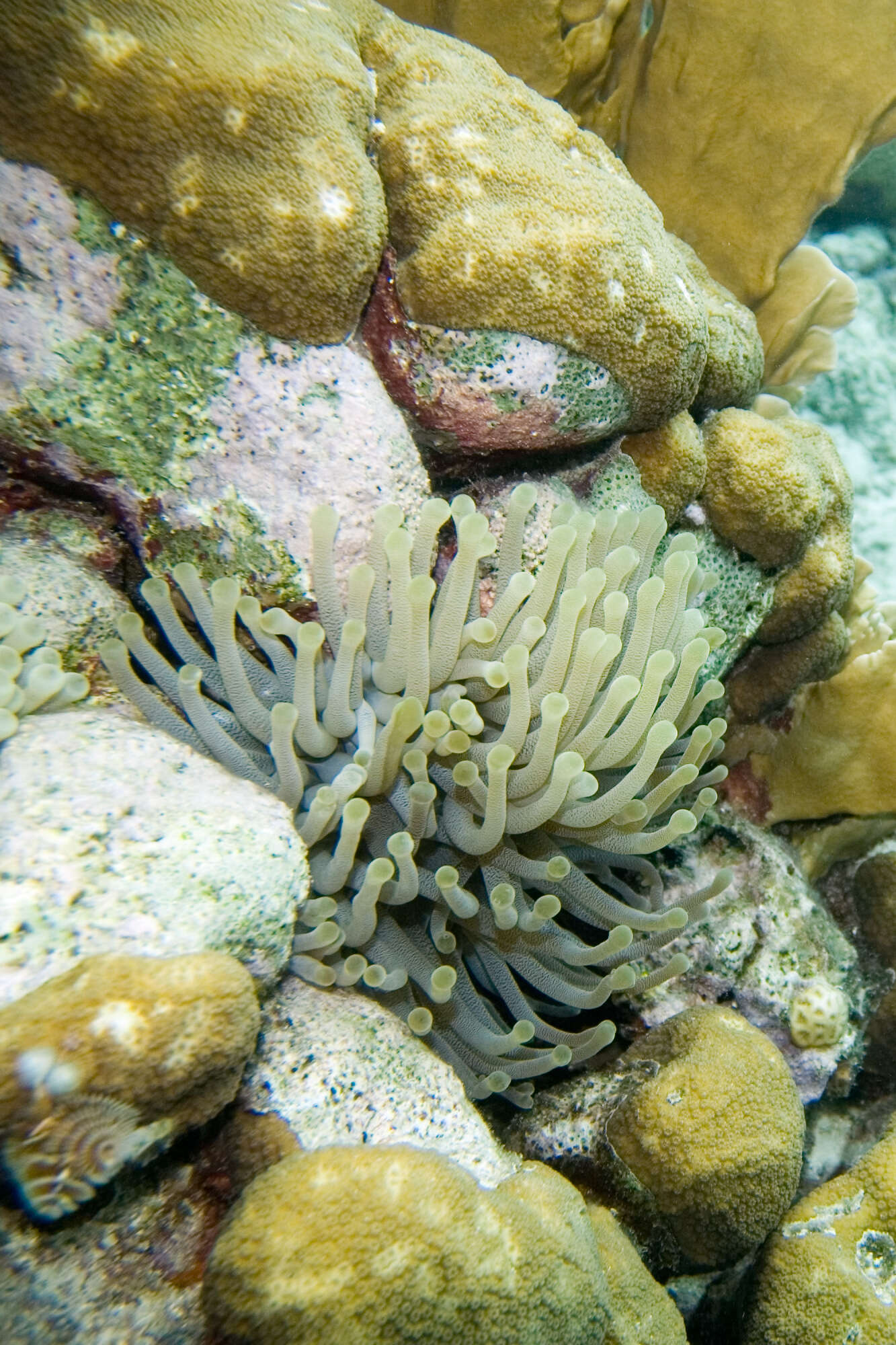 Image of Giant anemone