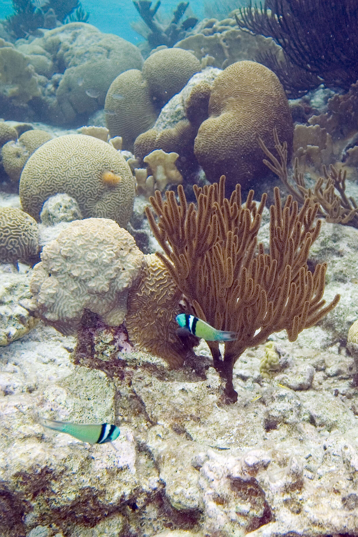 Image of Bluehead Wrasse