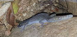 Image of Southern Spotted Velvet Gecko