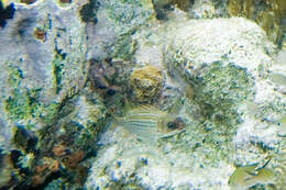 Image of Blackbarred Squirrelfish