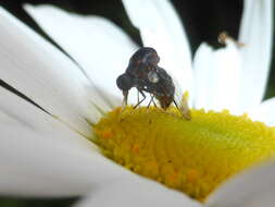 Image of Helle longirostris (Hudson 1892)