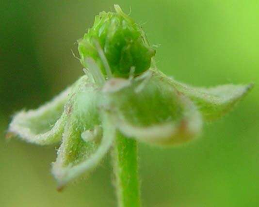 Image of Rubus bertramii G. Braun ex Focke