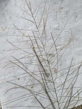 Слика од Leptochloa panicea (Retz.) Ohwi