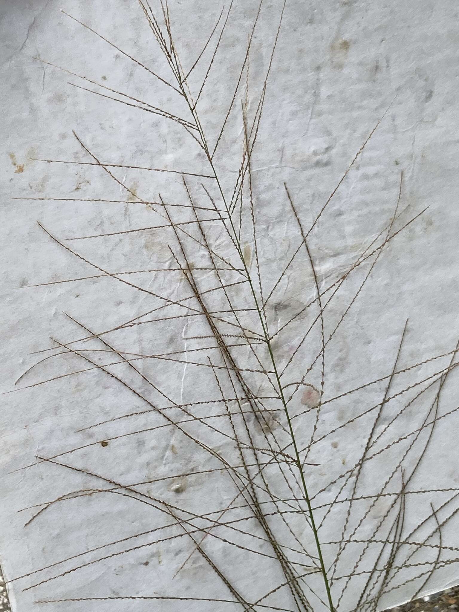 Слика од Leptochloa panicea subsp. brachiata (Steud.) N. Snow