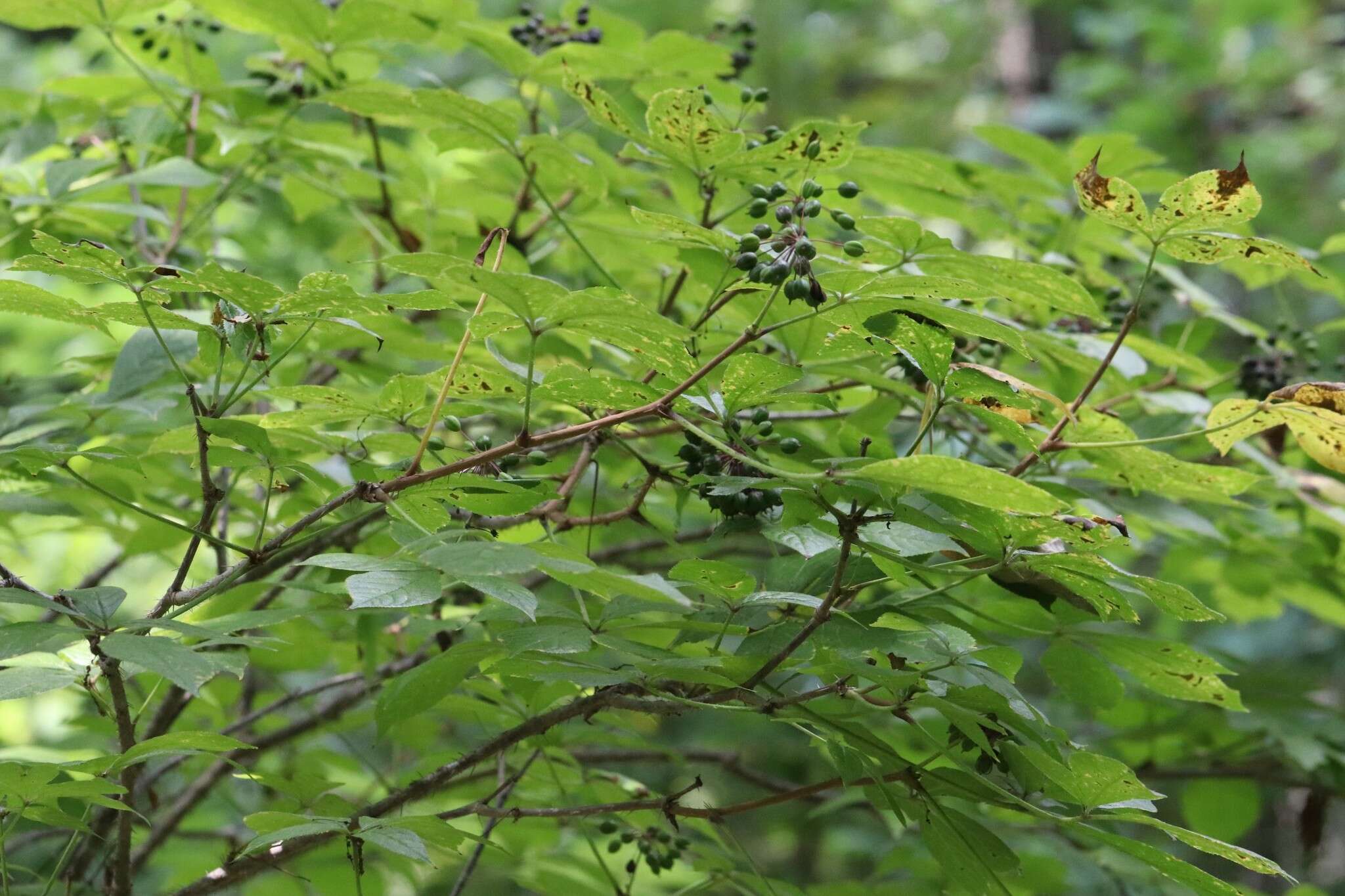 Image of Siberian ginseng