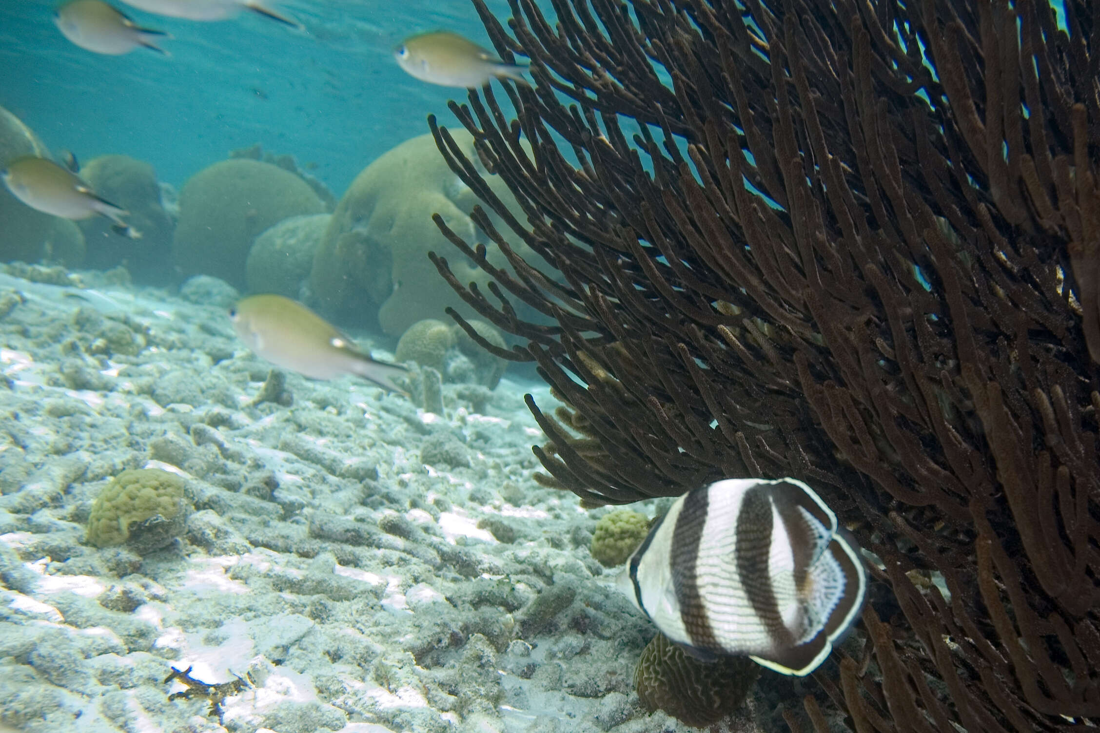 Image of Banded Butterflyfish