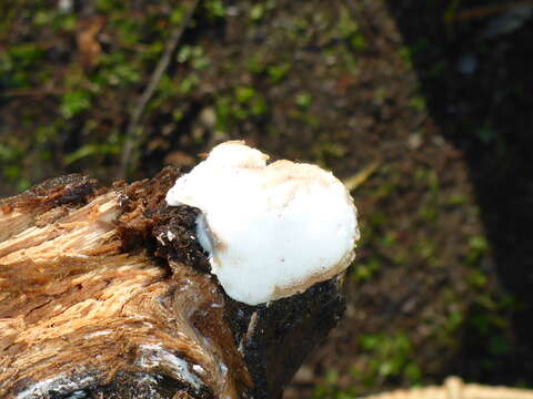 Image of White Cheese Polypore