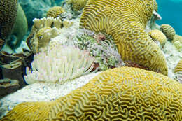 Image of Giant anemone