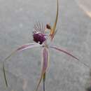 Image of Carousel spider orchid
