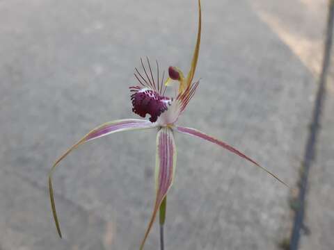 Image of Carousel spider orchid