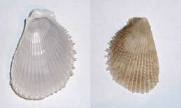 Image of Disco clam