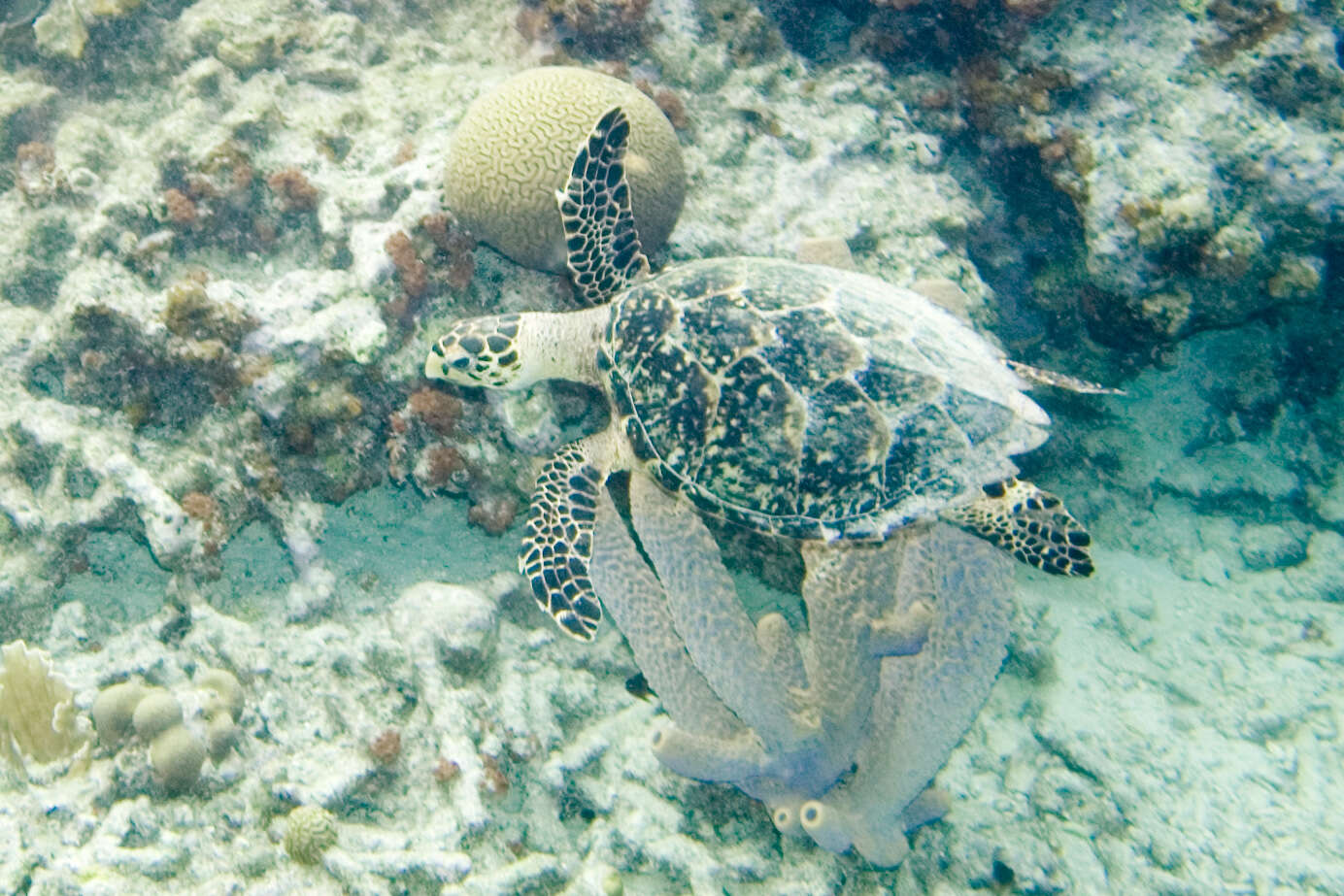 Image of Eretmochelys