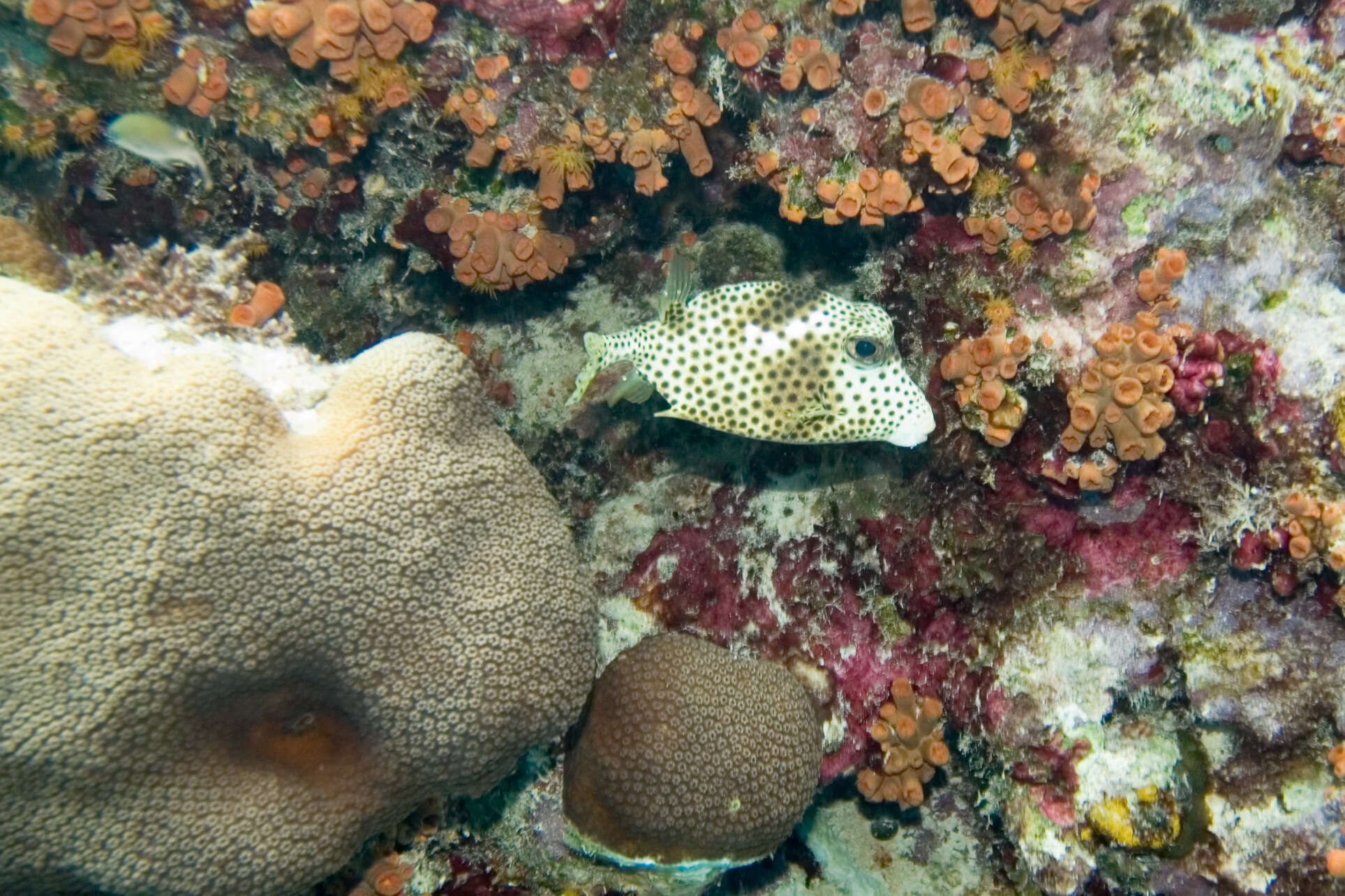 Image of Spotted Trunkfish