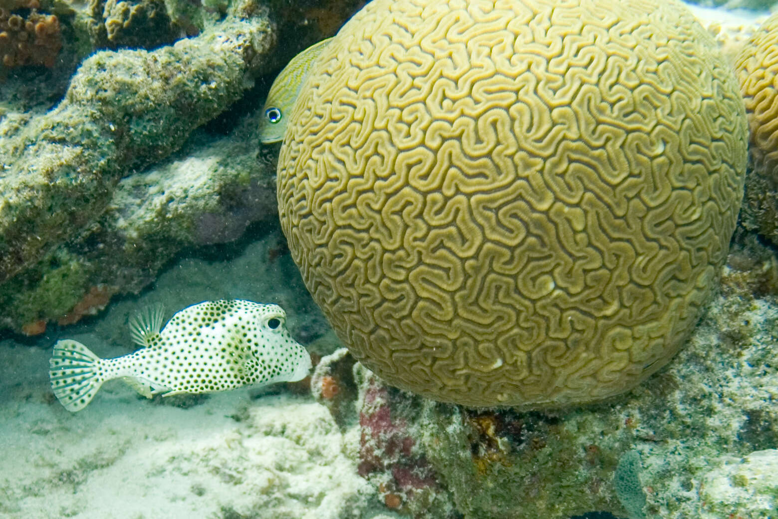 Image of Spotted Trunkfish