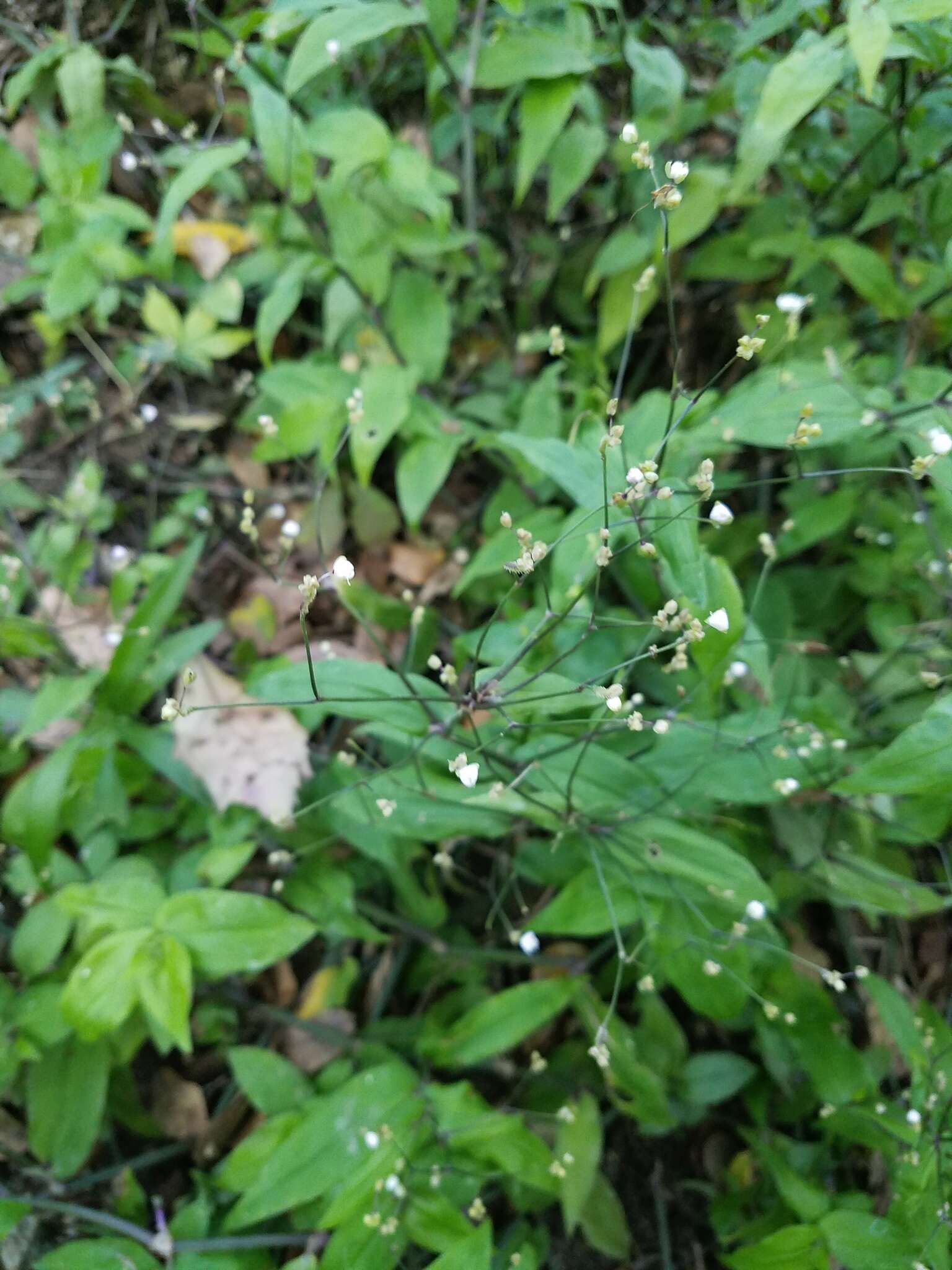 Image of Tahitian bridal veil