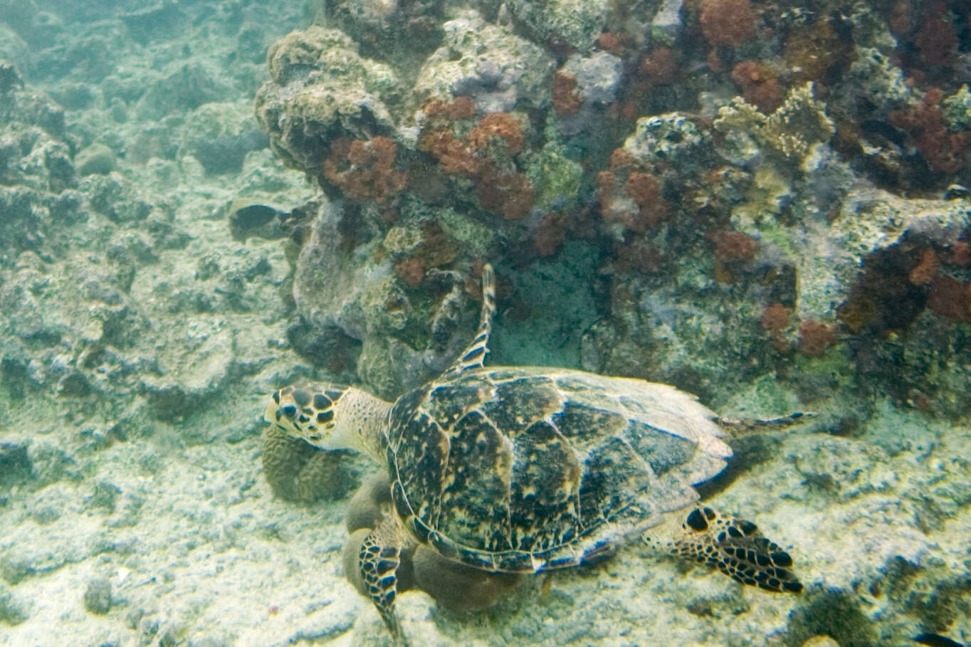 Image of Eretmochelys