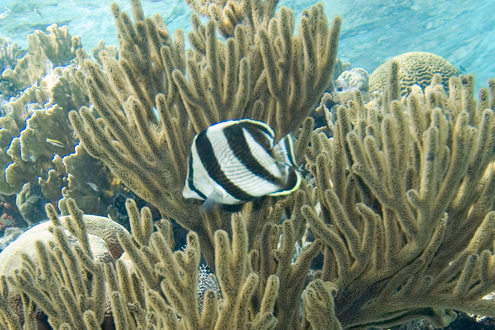 Image of Banded Butterflyfish