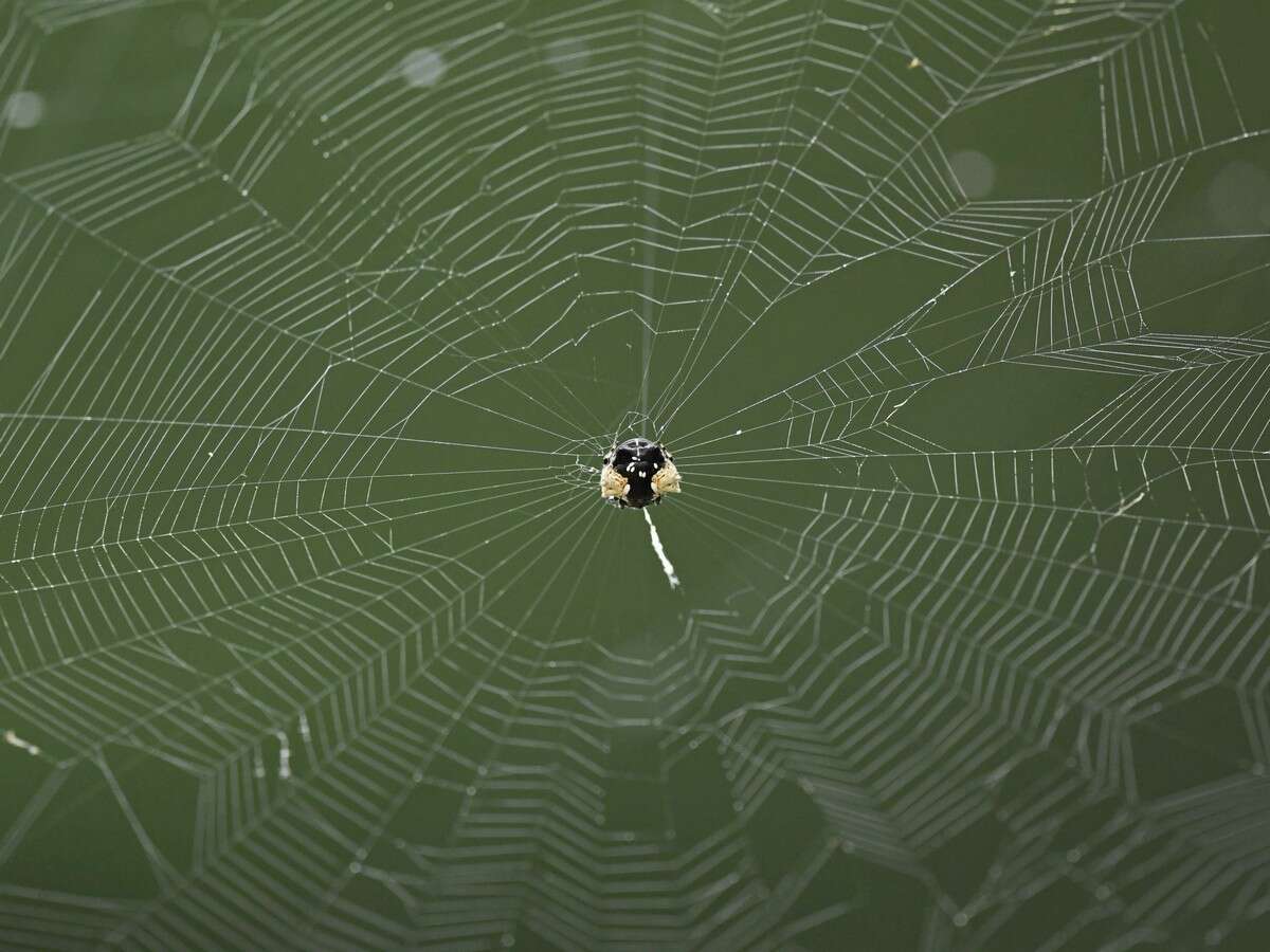 Image of Gasteracantha mediofusca (Doleschall 1859)