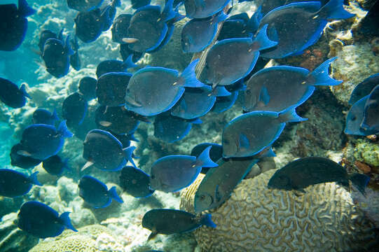 藍刺尾魚的图像