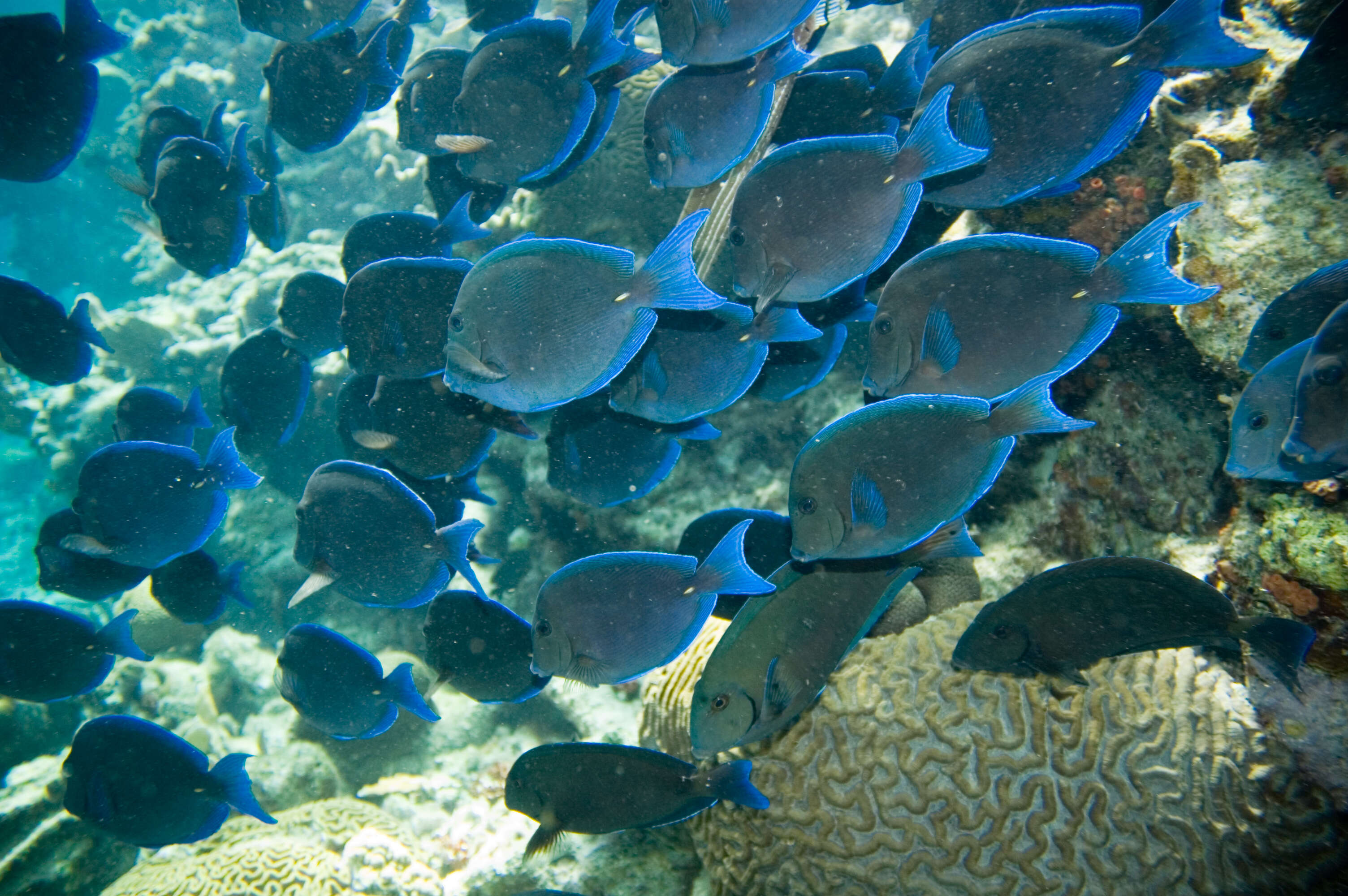 藍刺尾魚的图像