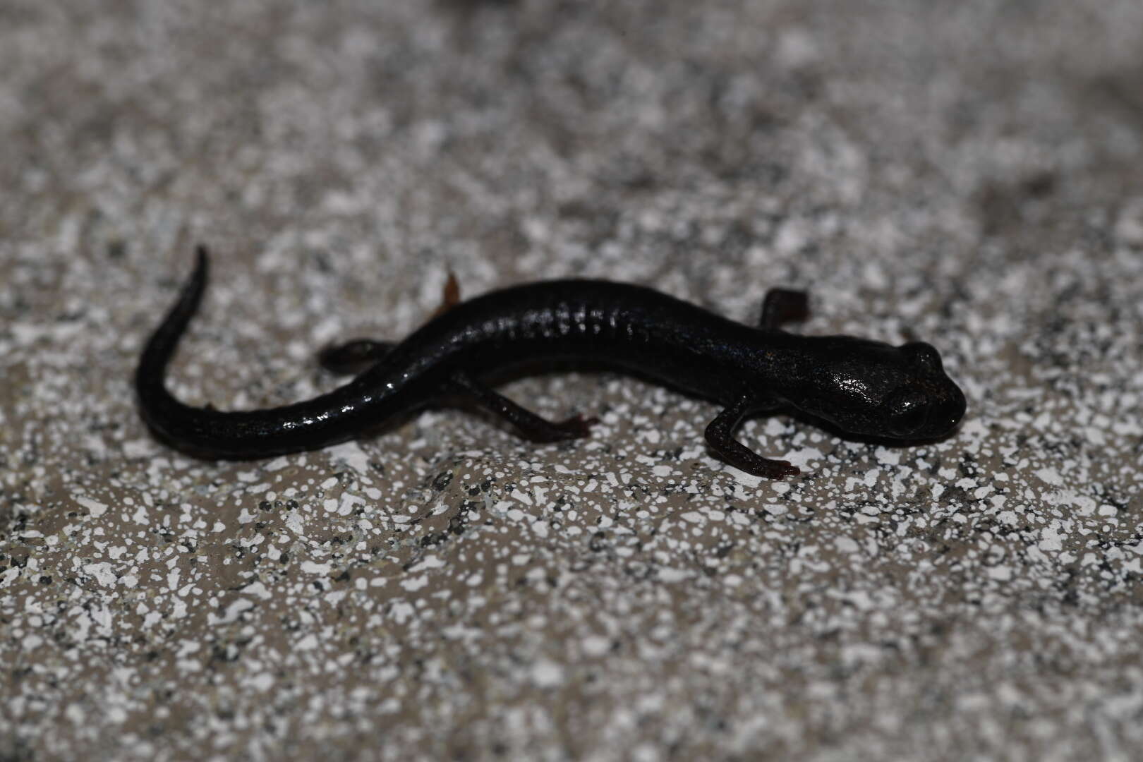 Image of San Gabriel Slender Salamander