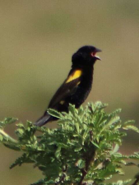 Image of Yellow Bishop