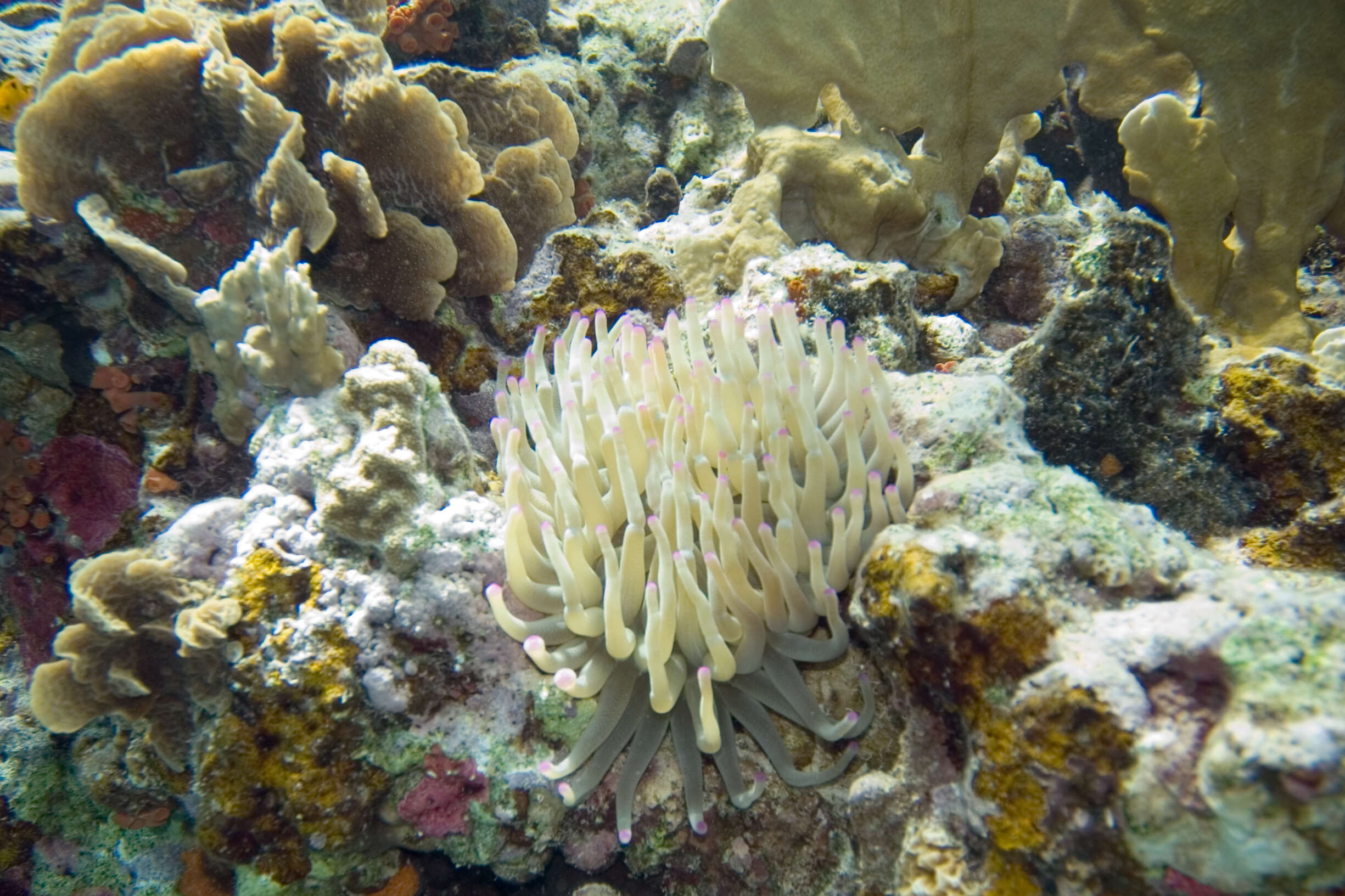 Image of Giant anemone