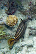 Image of Orangespotted Filefish