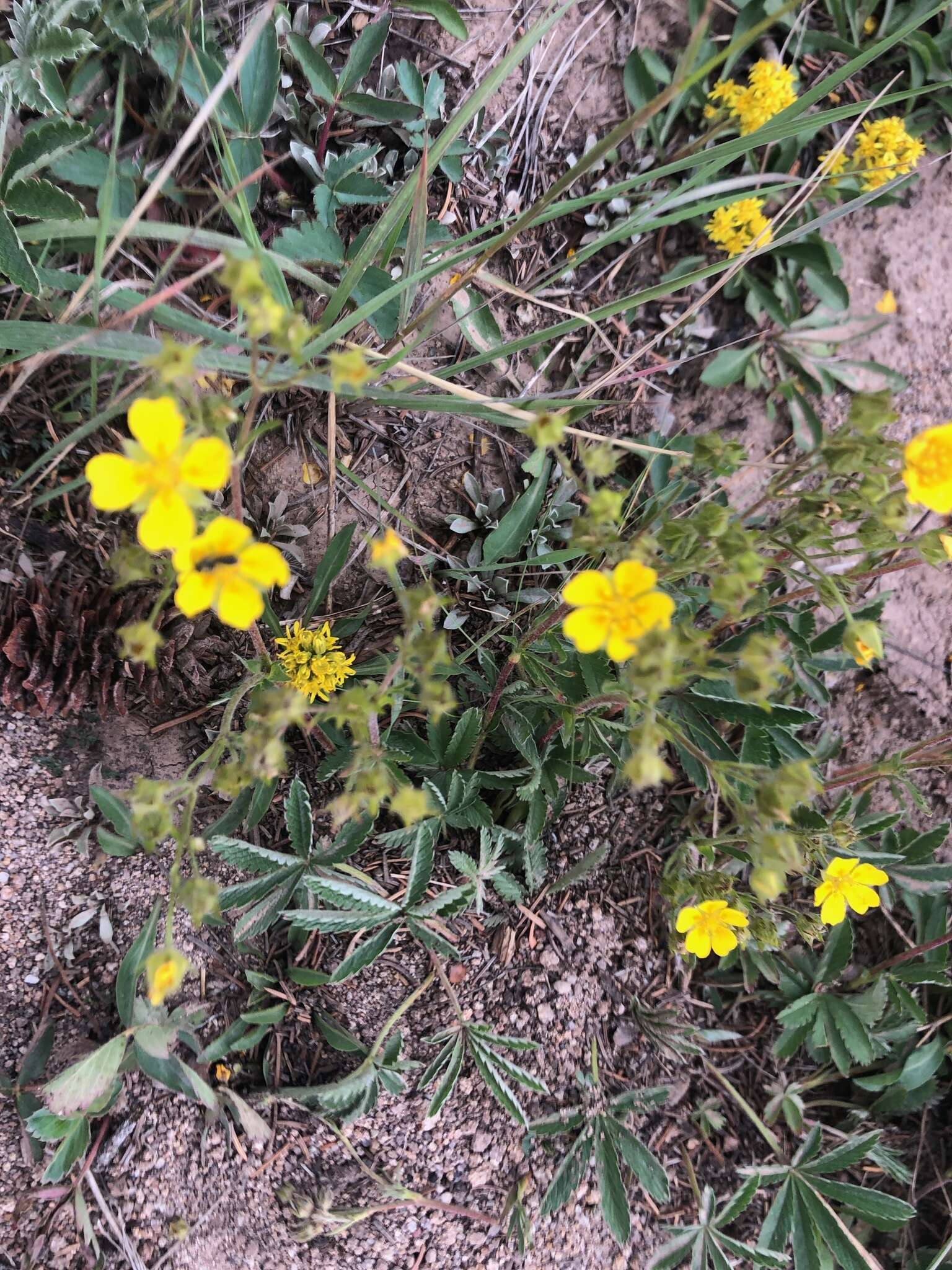 Image of Soft Cinquefoil