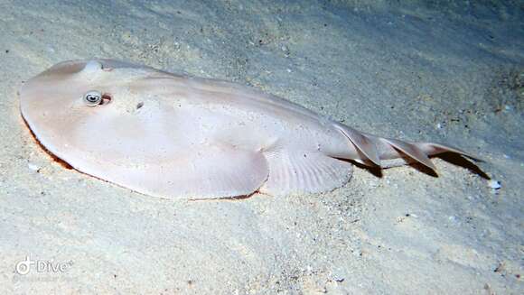 Image of Caribbean Electric Ray