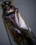 Dicyphus globulifer (Fallen 1829)的圖片