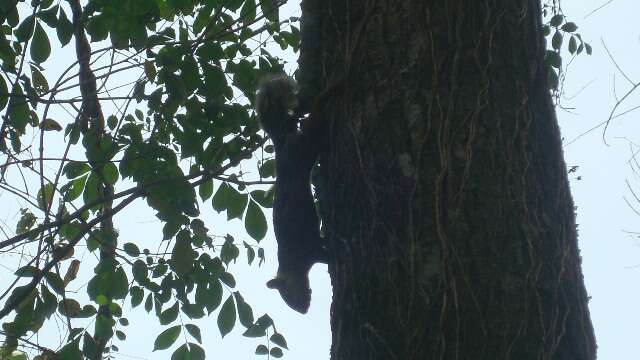 Image of Variegated Squirrel