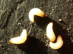 Image of Black Vine Weevil